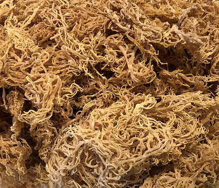 SEA MOSS GOLD 1KG